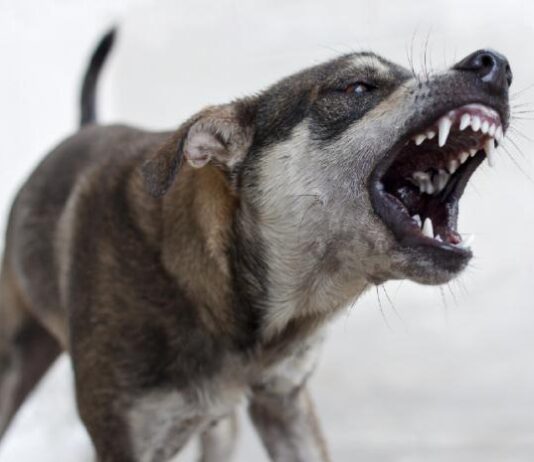 Рівнян попереджають: у безпритульних собак період підвищеної агресії