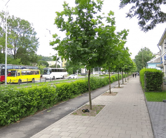 Висаджувати дерева – потреба №1 у світі: рівнян закликають приєднатися до акції із озеленення