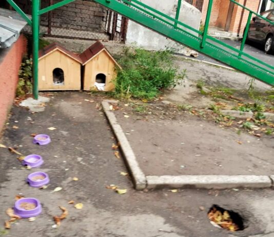 У центрі Рівного влаштували «кото-хатинки»