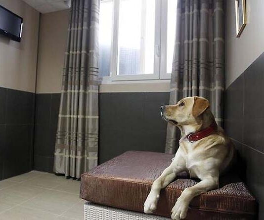 Поблизу Рівного запрацював собачий готель