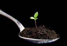 Каліфорнійські черв’яки рятують екологію Рівного