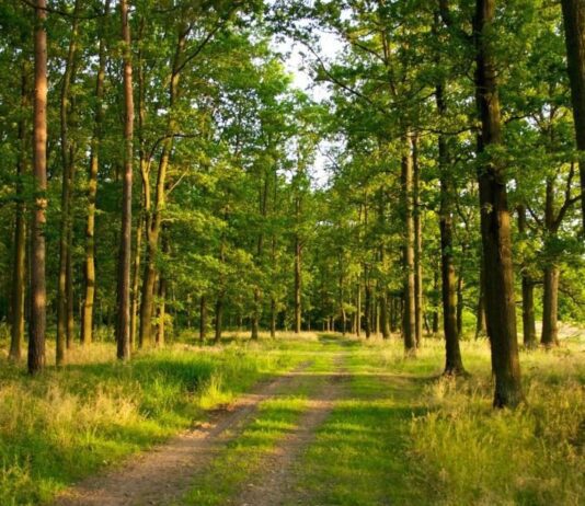 На Рівненщині відбудеться інвентеризація лісів