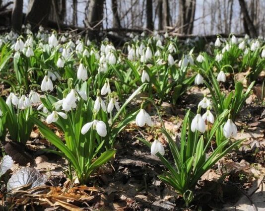 Бережемо первоцвіти: жителів Рівненщини просять не зривати квіти