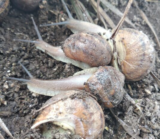 Супруги открыли улиточную ферму на Гощанщине