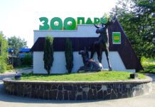 В Ровенском зоопарке сразу два пополнения: новый грузовик для корма и новые жители — благородные олени
