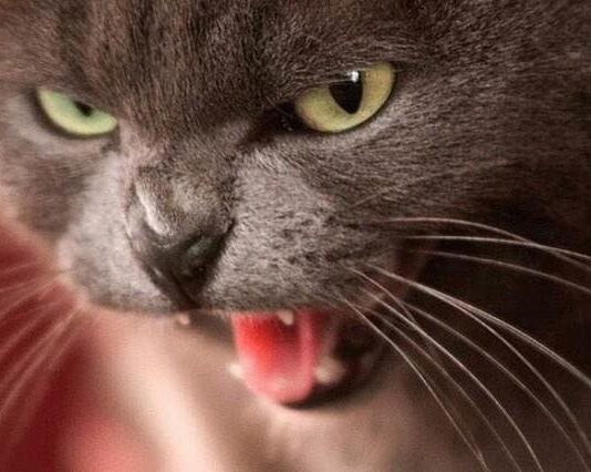 Деякі вулиці Рівного на карантині через виявлення сказу у домашньої кішки