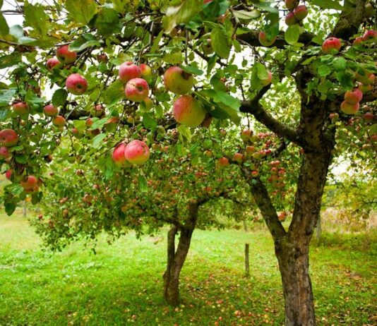 “Аптека Садівника”: коли починається сезон обробки рослин