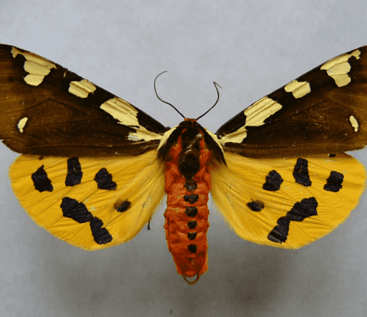 Рідкісні метелики Рівненщини