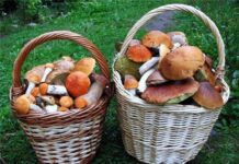 Что нужно знать о съедобных и несъедобных грибах Ровенщины: советы специалиста
