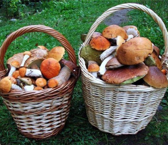 Що треба знати про їстівні та отруйні гриби Рівненщини: поради фахівця