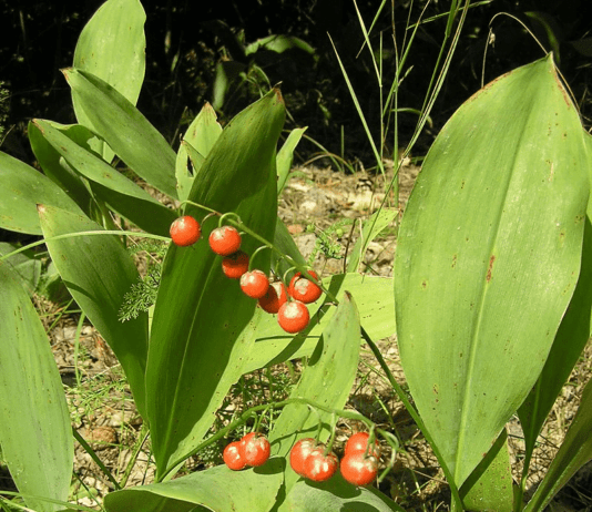 Яких ягід варто уникати на Рівненщині?