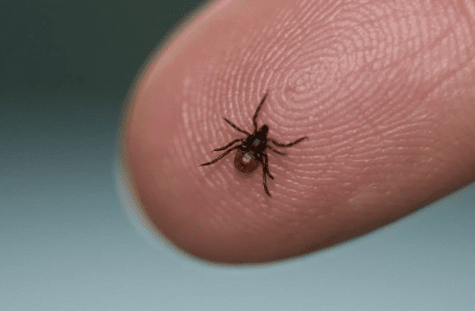Як вберегтися від кліщів на Рівненщині