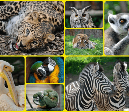 Ідеальне місце для вихідного дня – екзотичний Рівненський зоопарк