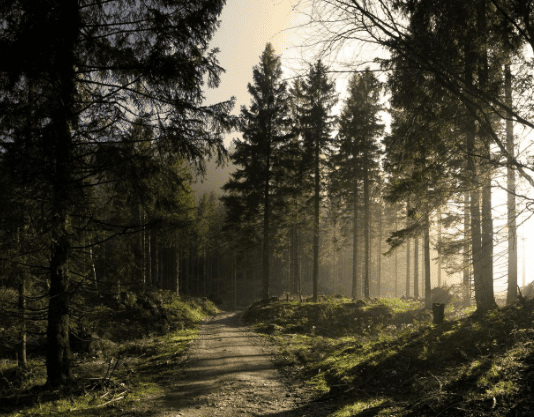 Чому рівнянам не можна ходити в ліс?