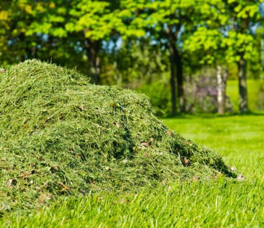 Під корінь: у чому проблема скошеної трави у Рівному