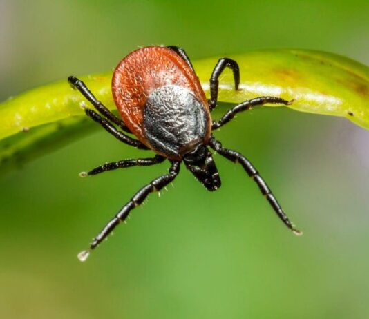 Обережно, кліщі: що потрібно знати рівнянам про небезпечних павучків