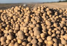 Картоплярство в області: новітня технологія вирощування картоплі від фермера з Рівненщини