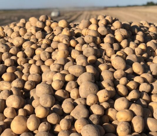 Картоплярство в області: новітня технологія вирощування картоплі від фермера з Рівненщини