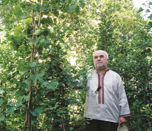 Може пережити ядерний удар: як родина з Рівненщини десятиліттями вирощувала унікальне дерево