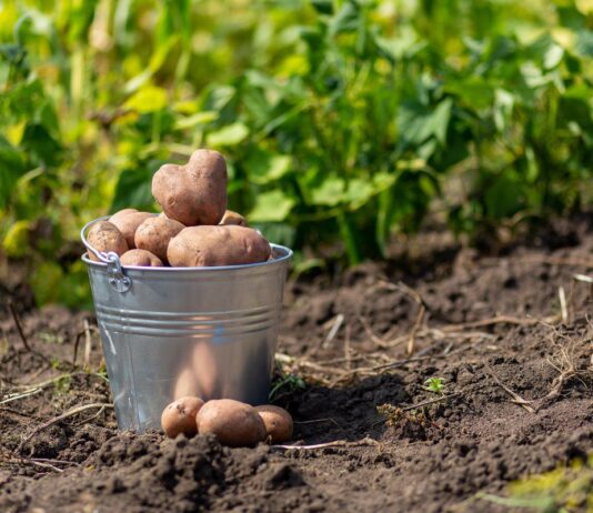 Всеукраїнська ініціатива «Сади Перемоги»: як акція реалізовувалася на Рівненщині