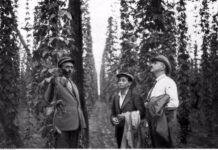 Хмелярство на Дубенщині: особливості розвитку наприкінці XIX-на початку XX століття