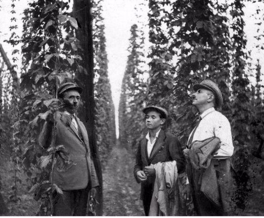 Хмелярство на Дубенщині: особливості розвитку наприкінці XIX-на початку XX століття