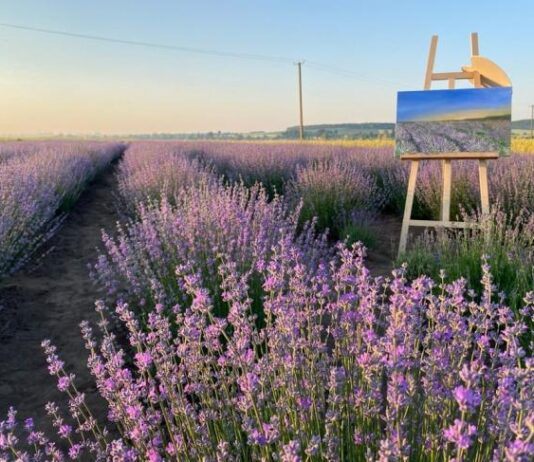 Лавандові поля Рівненщини: історія одного квіткового бізнесу області