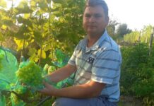 Елітний виноград на поліських ґрунтах: історія садівника-виноградаря з Рівненщини