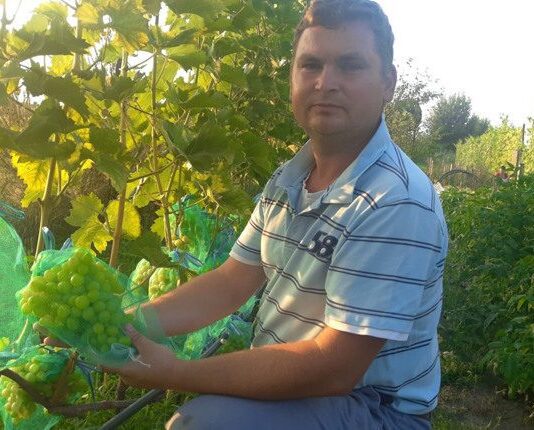 Елітний виноград на поліських ґрунтах: історія садівника-виноградаря з Рівненщини