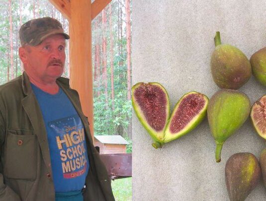 Маракуя на Поліссі: секрети вирощування екзотичних рослин від фермера з Рівненщини