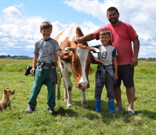 Молочна ферма на Рівненщині: історія одного сімейного бізнесу