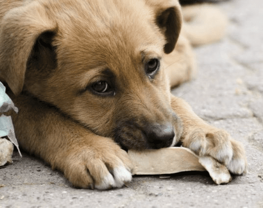 Как жители Ровенщины могут помочь бездомным животным?