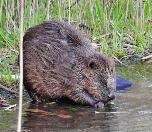Вплив на екосистеми та захист кордонів з Білоруссю: цікаве про бобрів на Рівненщині