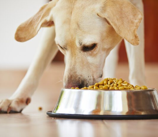 Питание для собак: Сравнение лучших натуральных кормов