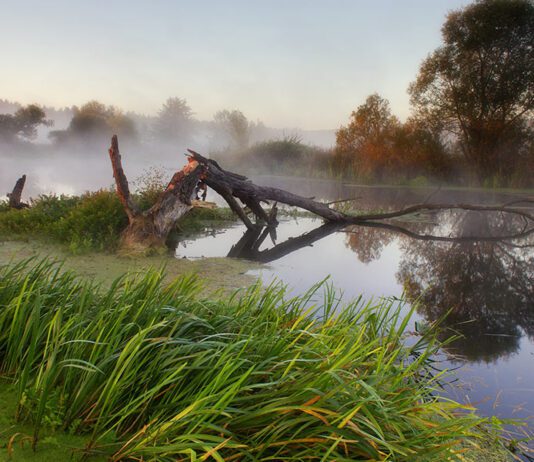 Торф – альтернатива топливу или уничтоженная экосистема. Что на Ровенщине?