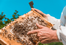 Бджільництво на Рівненщині: секрети пасічників Василя Корінця та Володимира Чорноуса