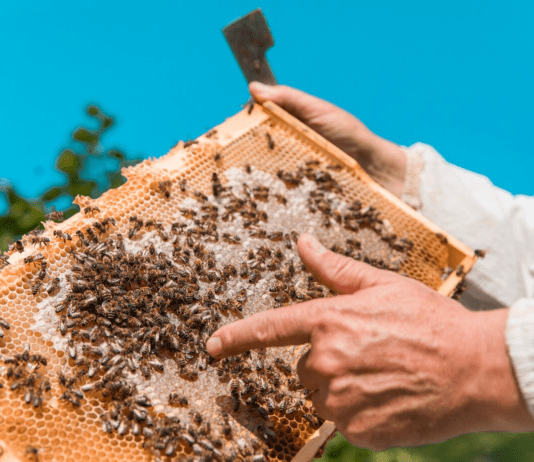 Пчеловодство на Ровенщине: секреты пасечников Василия Коренца и Владимира Черноуса