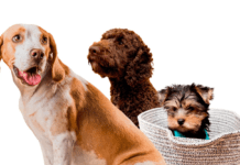 Найпопулярніші собаки Рівного: 7 порід, які найчастіше обирають жителі міста