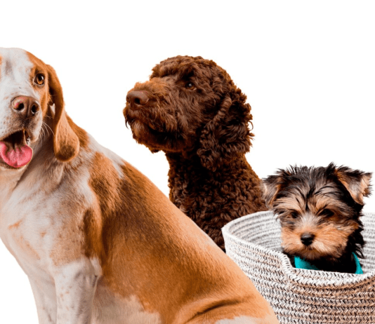 Самые популярные собаки Ровно: 7 пород, которые чаще всего выбирают жители города