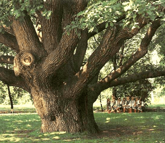 Урочище «Александровка» — зоологическая памятка природы на Ровенщине