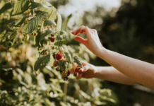 Ягідний бізнес на Рівненщині: як селяни заробляють на плодах дикоросів і культурних рослин