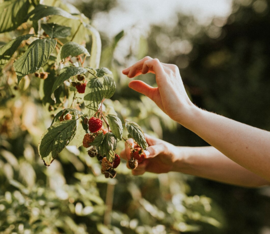 Ягідний бізнес на Рівненщині: як селяни заробляють на плодах дикоросів і культурних рослин