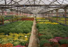 Тепличний бізнес Кравців: історія родини, яку об’єднує любов до квітів