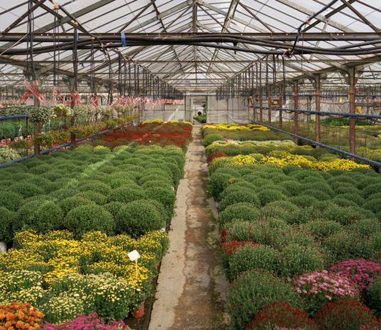 Тепличний бізнес Кравців: історія родини, яку об’єднує любов до квітів