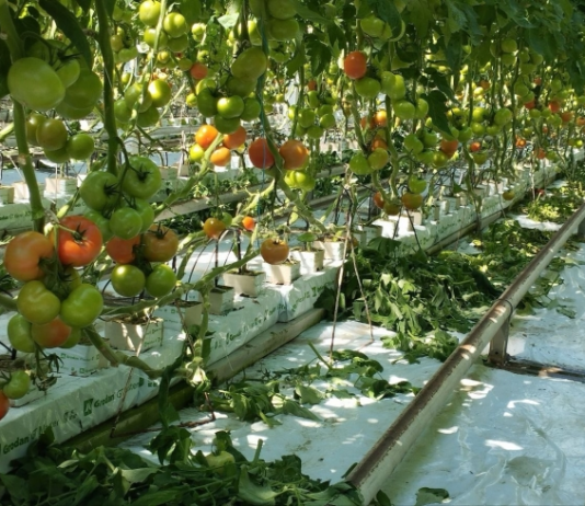 Тепличне підприємство «Агроконцерн» — лідер у вирощуванні екологічно чистих овочів на Рівненщині