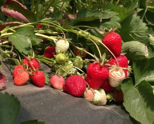 Полуничний бізнес родини Мельник з Рівненщини
