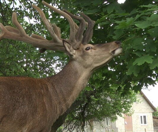 Історія оленя Бориса з Рівненщини, який став візитівкою краю