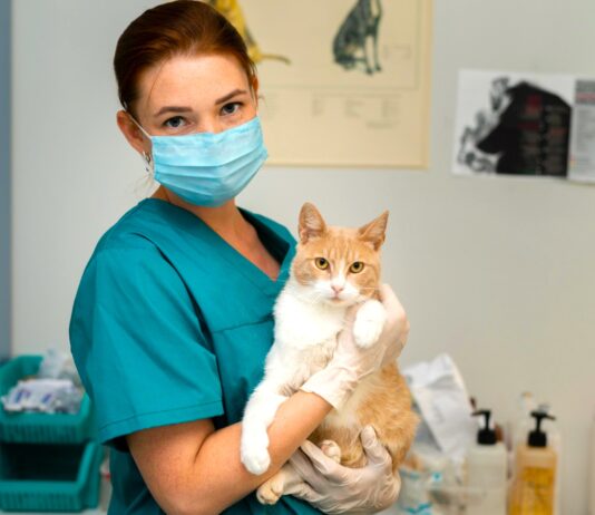 Найпопулярніші ветеринарні клініки Рівного: кому містяни довіряють здоров’я домашніх улюбленців