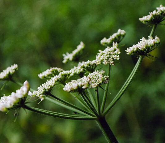 Шкідливі рослини Рівненщини та боротьба з ними