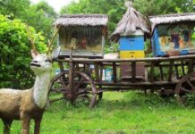 Медова справа: розвиток бджільництва у Рівному